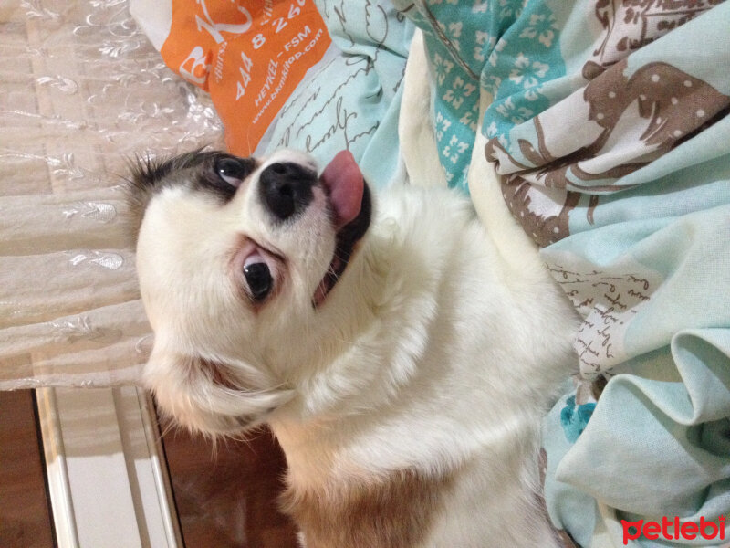 Tibetli Spaniel, Köpek  Bıdık fotoğrafı