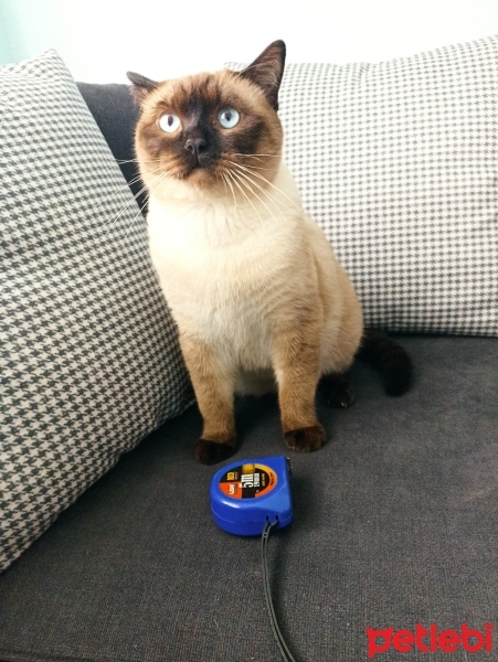 Siyam Kedisi, Kedi  Paşa fotoğrafı