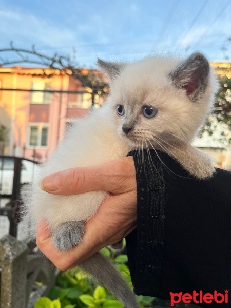 Siyam Kedisi, Kedi  Pamuk fotoğrafı