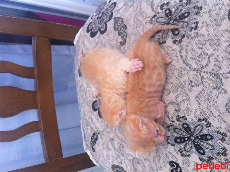 Abyssinian, Kedi  Iki yavru fotoğrafı