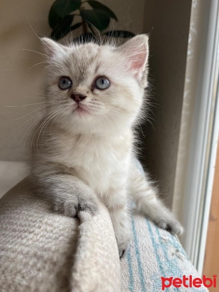 Scottish Fold, Kedi  Fırfır fotoğrafı