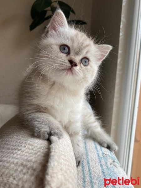 Scottish Fold, Kedi  Fırfır fotoğrafı