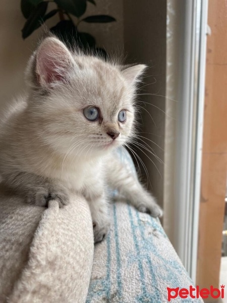 Scottish Fold, Kedi  Fırfır fotoğrafı
