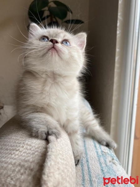 Scottish Fold, Kedi  Fırfır fotoğrafı
