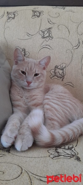 British Shorthair, Kedi  Cindy fotoğrafı