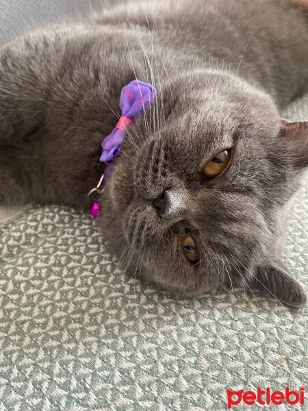 British Shorthair, Kedi  Sokrates fotoğrafı