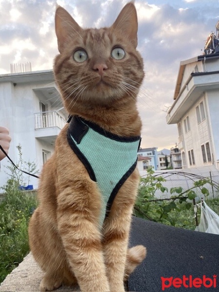 Sarman, Kedi  Miskin gülben fotoğrafı