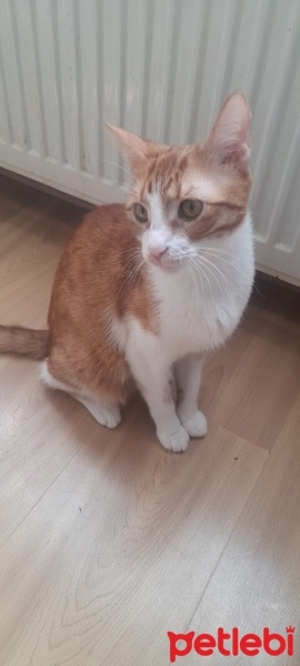 Sarman, Kedi  nazlı fotoğrafı