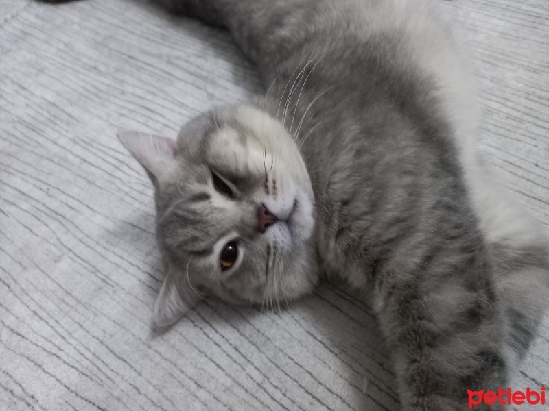 British Shorthair, Kedi  Leo fotoğrafı