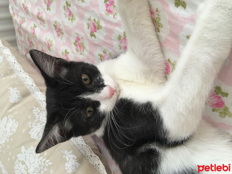 Tekir Kedi, Kedi  Seci fotoğrafı