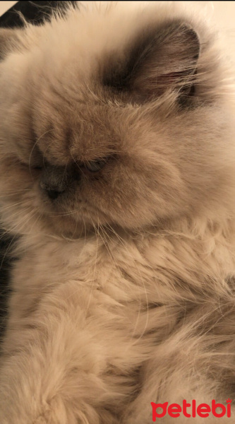 Himalayan, Kedi  Lima fotoğrafı