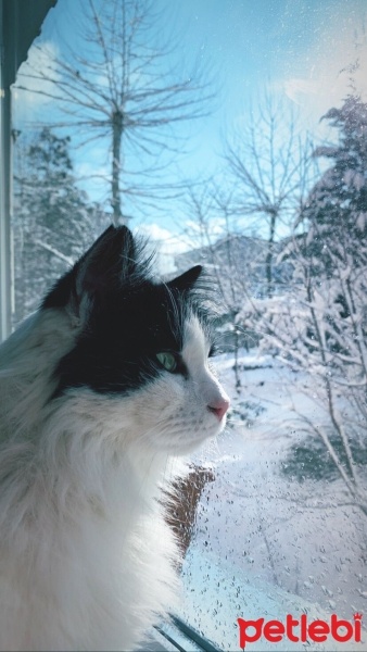 Norwegian Forest, Kedi  Bulut fotoğrafı