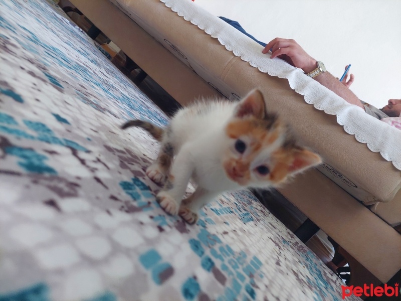 Abyssinian, Kedi  Yok fotoğrafı