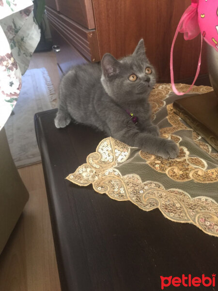 British Shorthair, Kedi  Fındık fotoğrafı