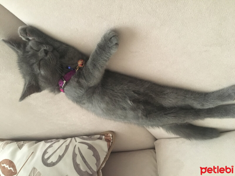 British Shorthair, Kedi  Fındık fotoğrafı