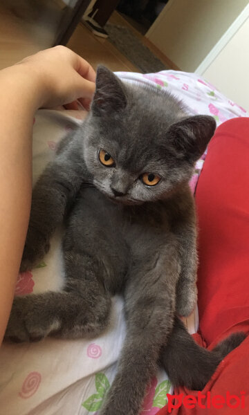 British Shorthair, Kedi  Fındık fotoğrafı