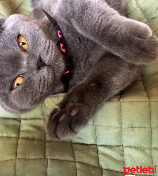 British Shorthair, Kedi  Fındık fotoğrafı