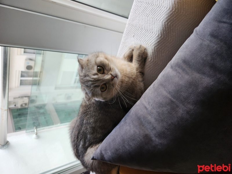Scottish Fold, Kedi  çakil fotoğrafı