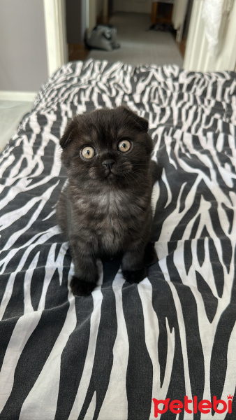 Scottish Fold, Kedi  Şaşkın fotoğrafı
