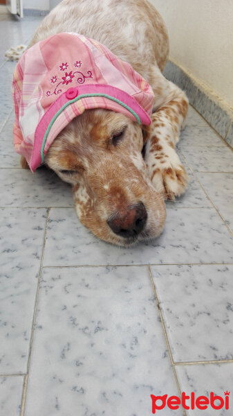 İngiliz Setter, Köpek  NUTELLA fotoğrafı