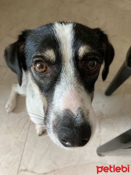Jack Russell Terrier, Köpek  Bubble fotoğrafı