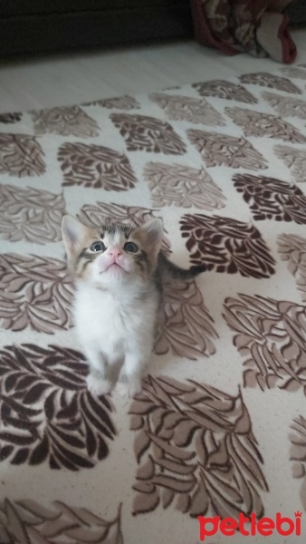Tekir Kedi, Kedi  Cici fotoğrafı