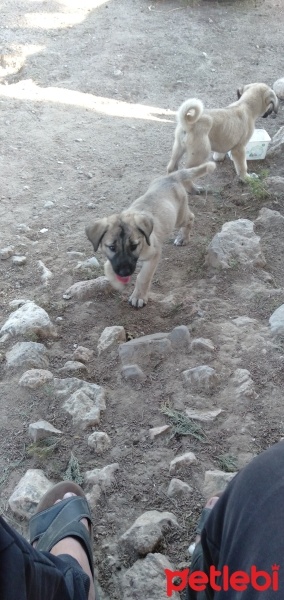 Kangal, Köpek  Yakut fotoğrafı