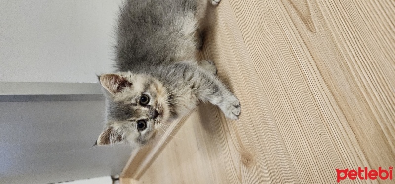 British Shorthair, Kedi  Boncuk fotoğrafı