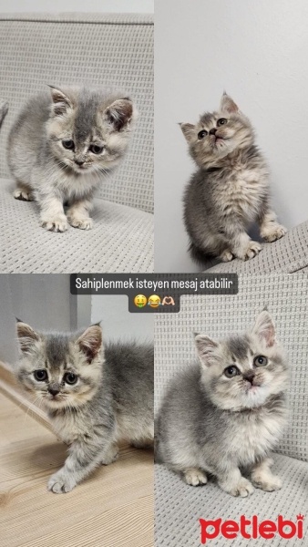 British Shorthair, Kedi  Boncuk fotoğrafı