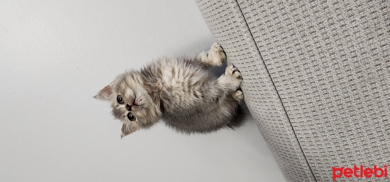 British Shorthair, Kedi  Boncuk fotoğrafı