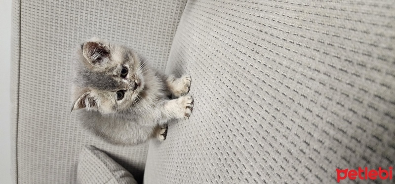 British Shorthair, Kedi  Boncuk fotoğrafı