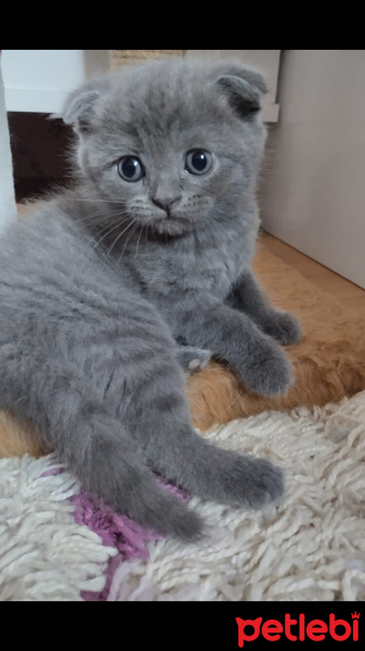 Scottish Fold, Kedi  Herkül'ün oğlu fotoğrafı