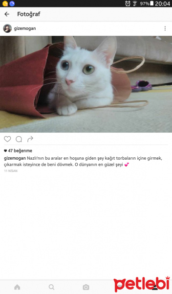 Van Kedisi, Kedi  Nazlı  fotoğrafı