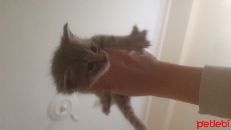 Tekir Kedi, Kedi  loki fotoğrafı