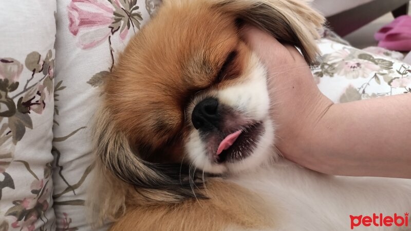 Pekingese, Köpek  Zeus fotoğrafı