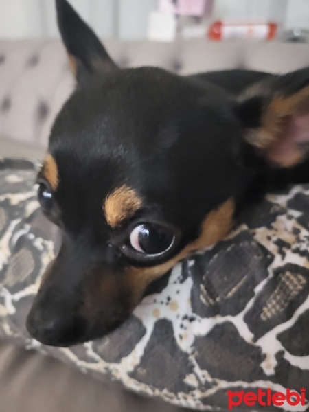 Minyatür Pinscher, Köpek  Nila fotoğrafı