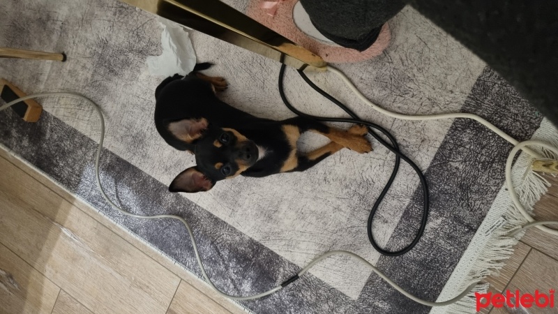 Minyatür Pinscher, Köpek  Nila fotoğrafı