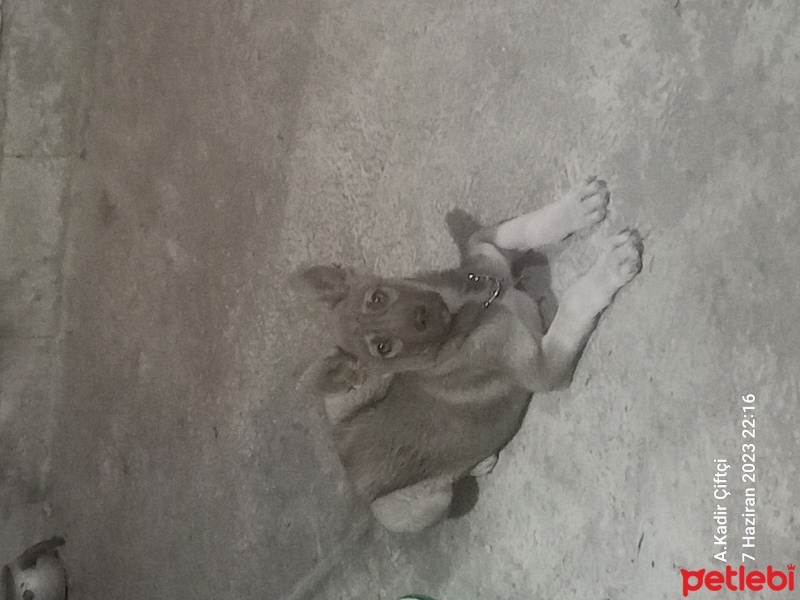 Sibirya Kurdu (Husky), Köpek  NARKO Kafkas Kurdu fotoğrafı