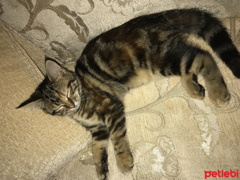 Tekir Kedi, Kedi  Mami fotoğrafı