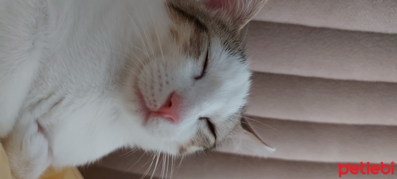 Tekir Kedi, Kedi  Mia fotoğrafı