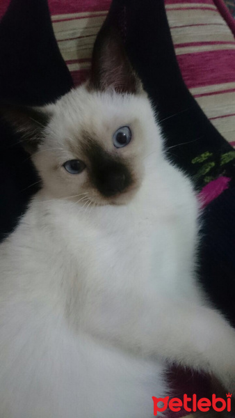 Siyam Kedisi, Kedi  Anakin fotoğrafı