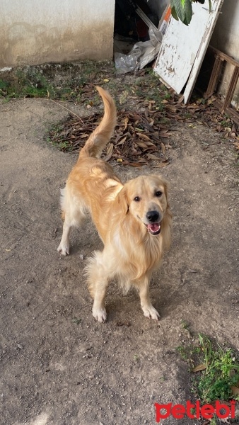 Golden Retriever, Köpek  Çedar fotoğrafı