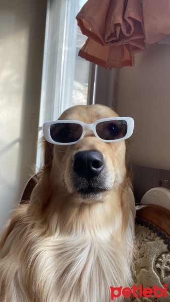 Golden Retriever, Köpek  Çedar fotoğrafı