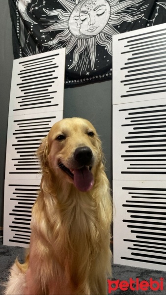 Golden Retriever, Köpek  Çedar fotoğrafı