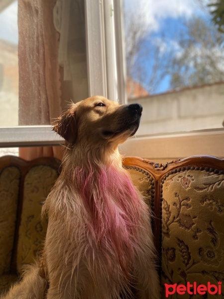 Golden Retriever, Köpek  Çedar fotoğrafı