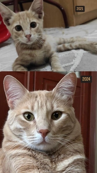 Sarman, Kedi  Karamel fotoğrafı