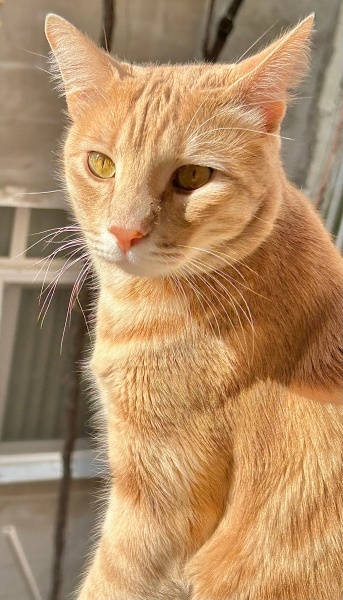 Sarman, Kedi  Karamel fotoğrafı