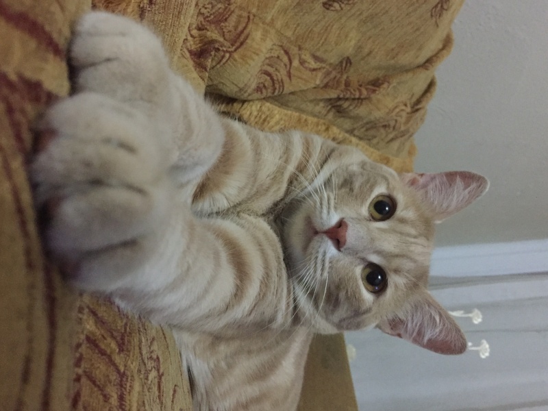 Sarman, Kedi  Karamel fotoğrafı