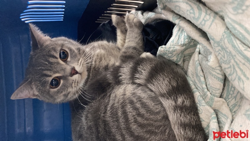 British Shorthair, Kedi  Çiko fotoğrafı