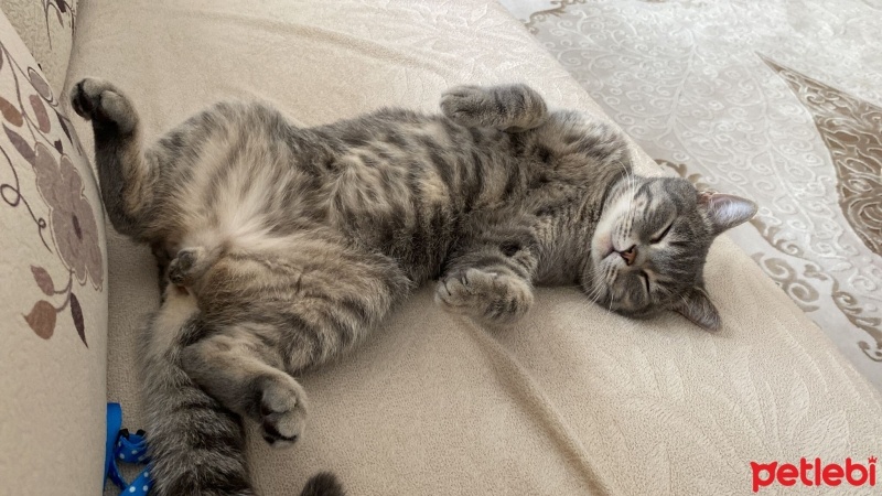British Shorthair, Kedi  Çiko fotoğrafı